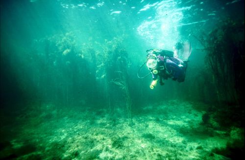 La plongée sous marine en Bretagne