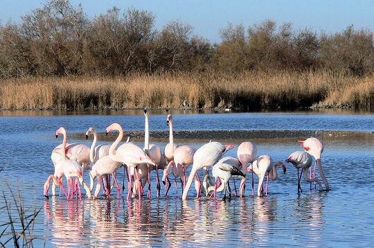 3 choses à faire en Camargue