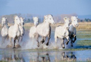 camargue